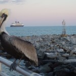 Pelican on fishing pier looking for handouts.