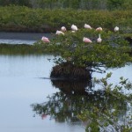 Roseate spoonbills at NWR