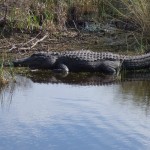 GATOR ! at NWR